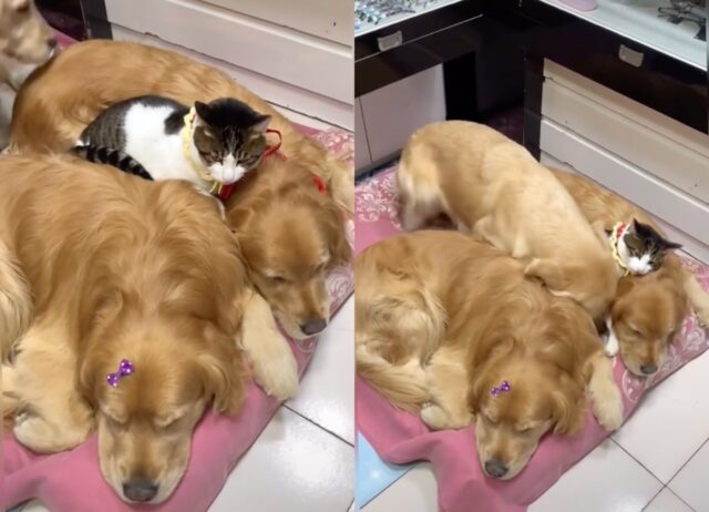 Cagnolone Golden Retriever è geloso del gatto di casa (VIDEO)