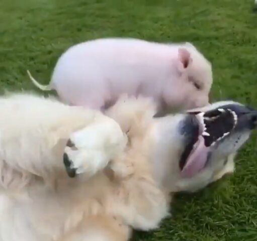 Cagnolone Golden Retriever gioca con un piccolo maialino rosa (VIDEO)