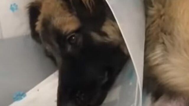 Il cagnolone in fin di vita Enger ha avuto la possibilità di vivere una seconda vita e l’ha immediatamente colta (VIDEO)
