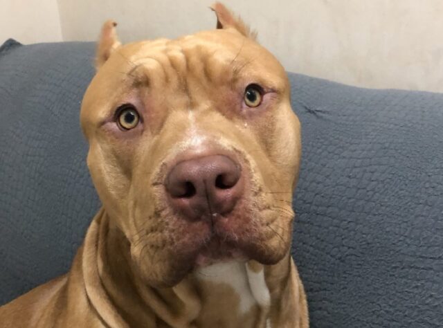 Caivano, l’appello per ritrovare Pablo, un cagnolino Pitbull di 2 anni smarritosi all’improvviso