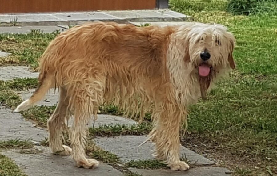 cane lapo pelo bagnato 