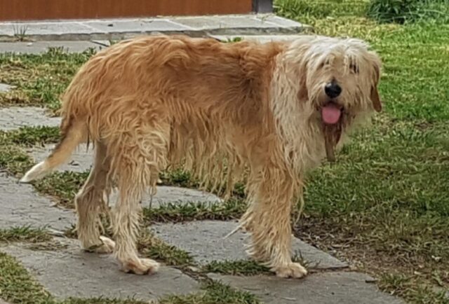 Campobasso, una grandinata decreta la fuga e lo smarrimento di Lapo, questo cagnolone ha bisogno d’aiuto