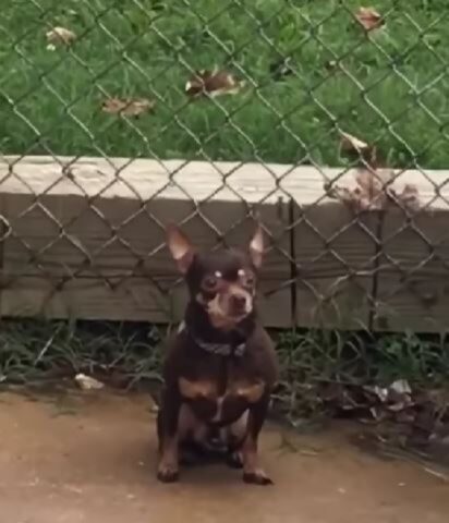 Cane che cerca di fare amicizia in modo particolare (VIDEO)