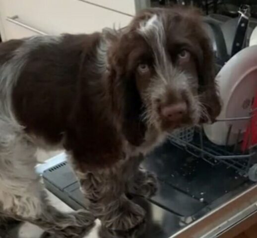 Cucciolo di cane siede vicino la tomba del suo amico tutti i giorni (VIDEO)