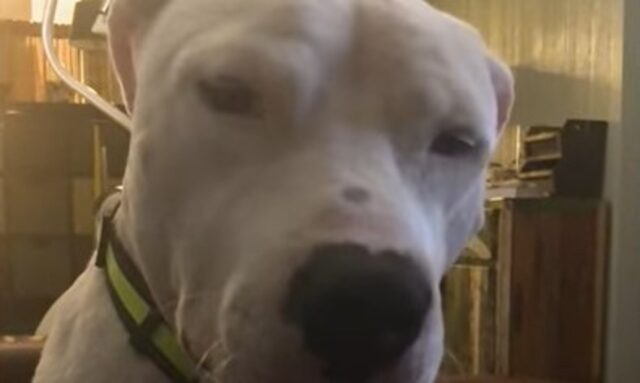 Un cane Pit Bull ad un passo dalla morte scopre le bellezze della vita (VIDEO)