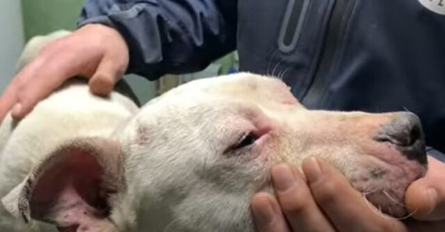 Un cane abbandonato e ferito ritrova la gioia di vivere grazie al suo salvatore (VIDEO)