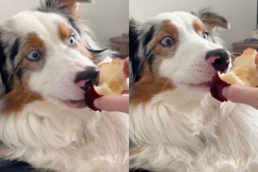 cane che adora mangiare le mele