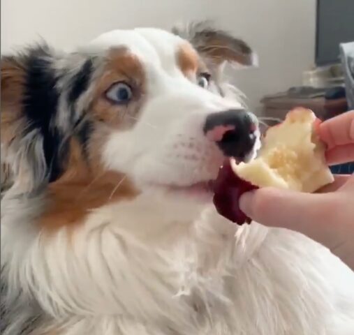 Jax, il cane Pastore Australiano che adora mangiare le mele (VIDEO)