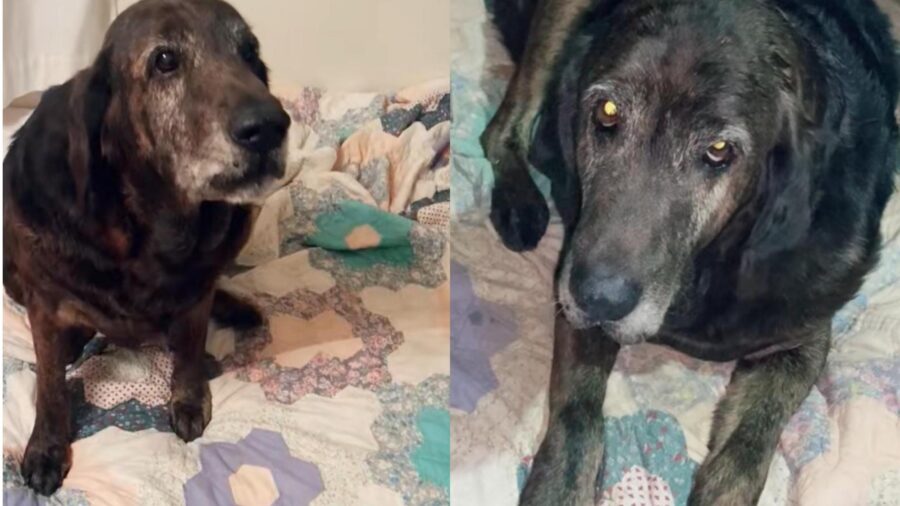 cane adottato insieme alla casa