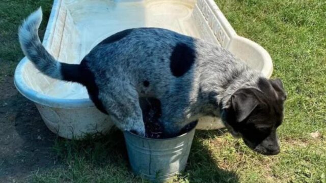 Centaur, il cane affezionato al suo secchio nonostante abbia ricevuto in regalo una vaschetta per fare il bagno