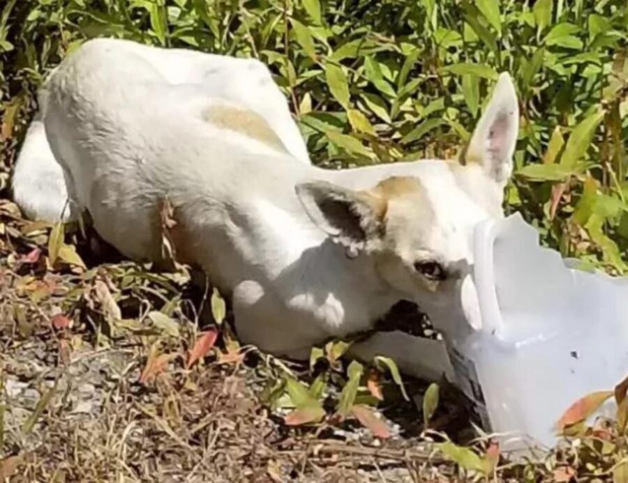 cane abbandonato