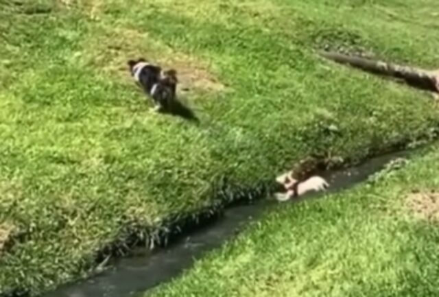 Il cagnolino segue il suo amico peloso che salta oltre un ruscello, ma prende male le misure (VIDEO)