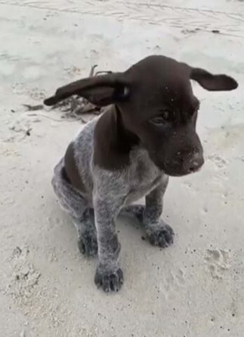 Le orecchie del cucciolo di cane sulla spiaggia ondeggiano nel vento e lo fanno assomigliare a Dumbo (VIDEO)