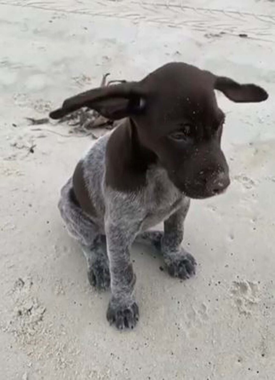 cucciolo con orecchie grandi