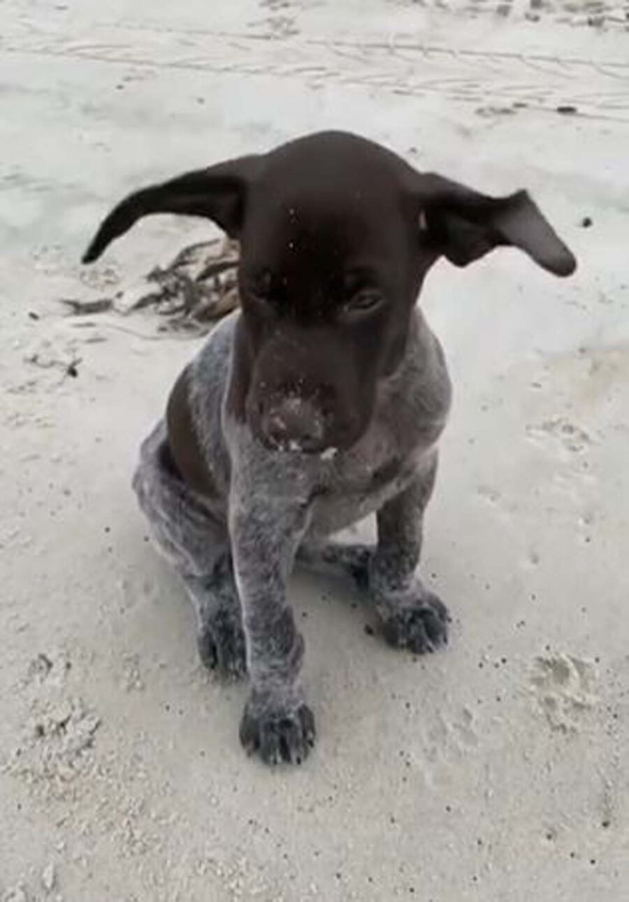 cucciolo con orecchie grandi