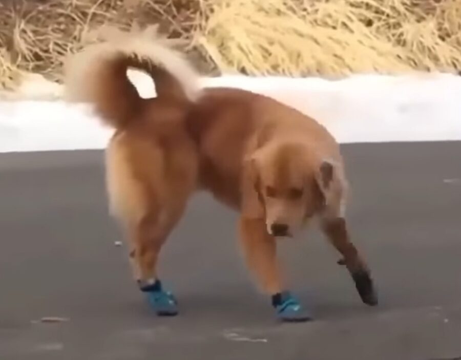 cane prova scarpette per la prima volta