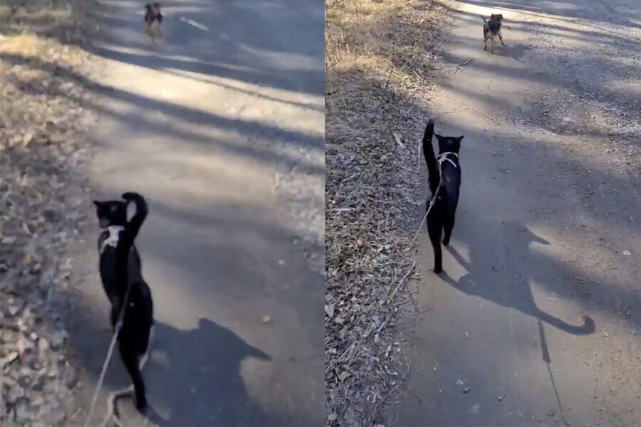 cane e gatto al guinzaglio camminano insieme