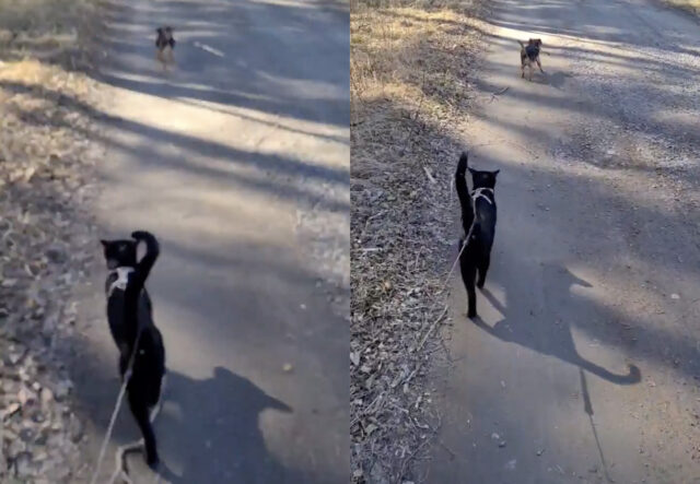 Cane e gatto al guinzaglio, la passeggiata imperdibile (VIDEO)