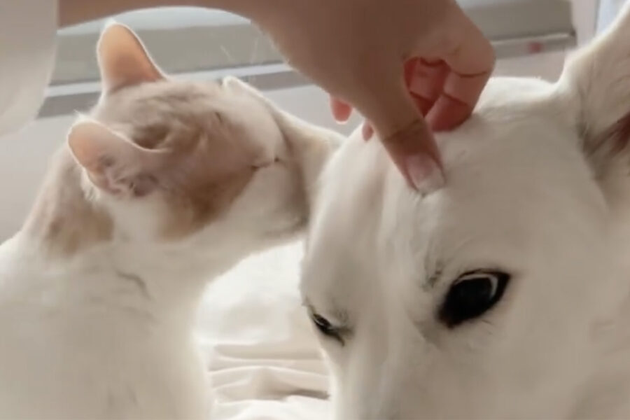 cane e gatto bianchi si coccolano e si amano