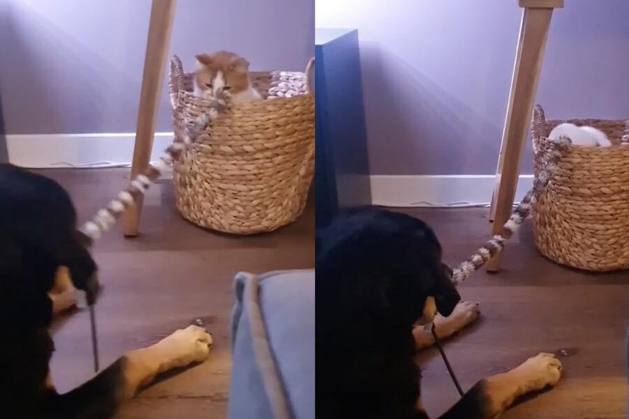 cane e gatto giocano insieme e si rubano i giochi