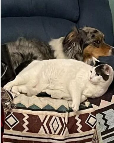 un cane e un gatto insieme