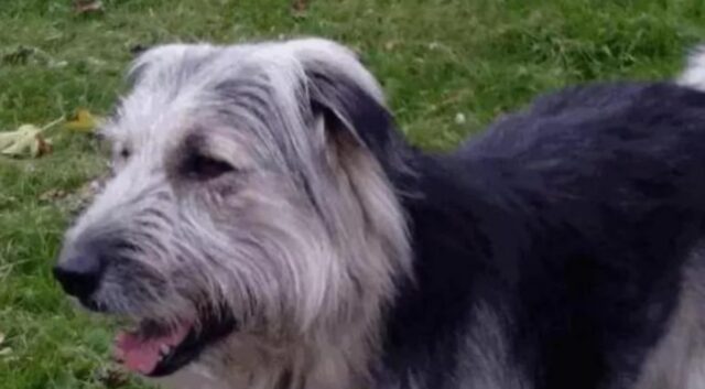 Addio a Teo, il cane eroe che aveva salvato il suo amico Yubbi dall’attacco di un lupo