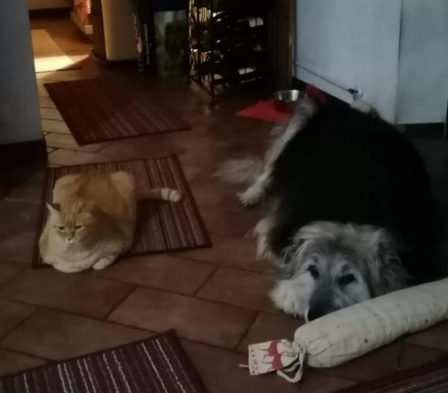 cane e gatto