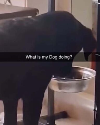 Il cagnolino si diverte a fare le bolle soffiando dentro la ciotola dell’acqua (VIDEO)