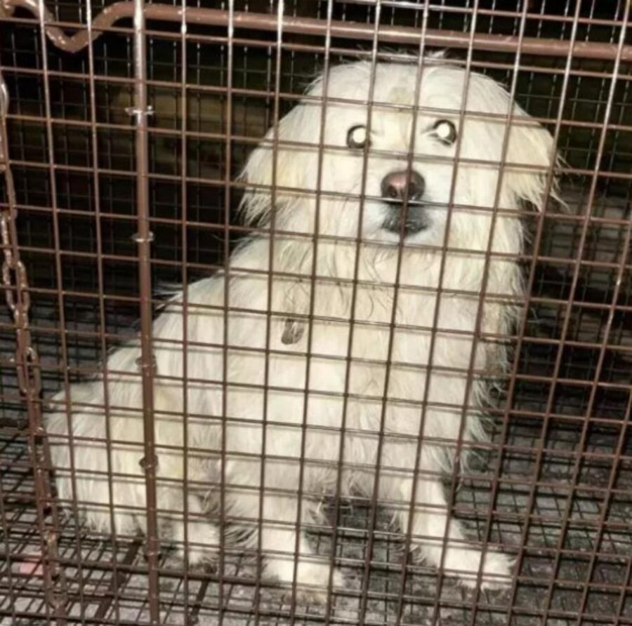 cane in gabbia