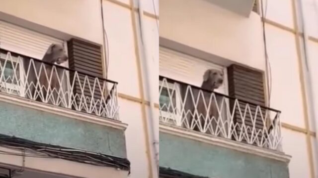 Il cagnolone gioca con i passanti lanciando la sua pallina dal balcone e facendo si che gliela tirino indietro