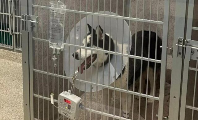 Il cane nervoso dopo l’operazione riceve il supporto morale di un “falso veterinario”