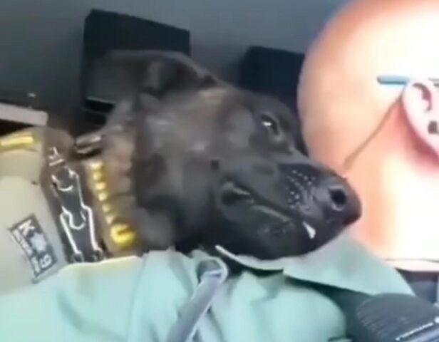 Il cane poliziotto coccola il suo collega umano durante una pausa dal lavoro (VIDEO)