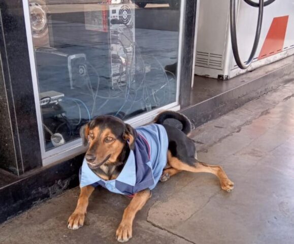 Cane randagio arriva in un distributore di benzina ferito e viene adottato dallo staff