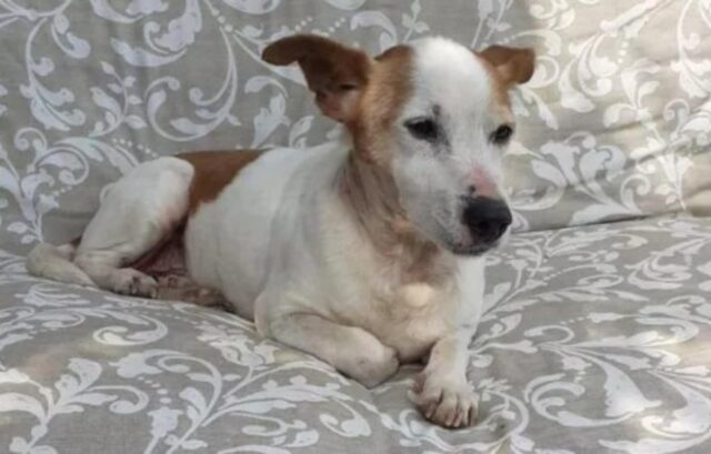 Nanetto, il cane randagio di 5 anni che finalmente è riuscito a trovare una casa