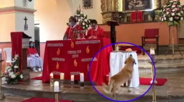 Cane randagio entra in chiesa durante una messa e ruba il pane senza che il prete si accorga di nulla