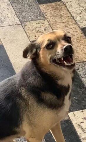 Cagnolina dolcissima sorride per ricevere uno spuntino (VIDEO)