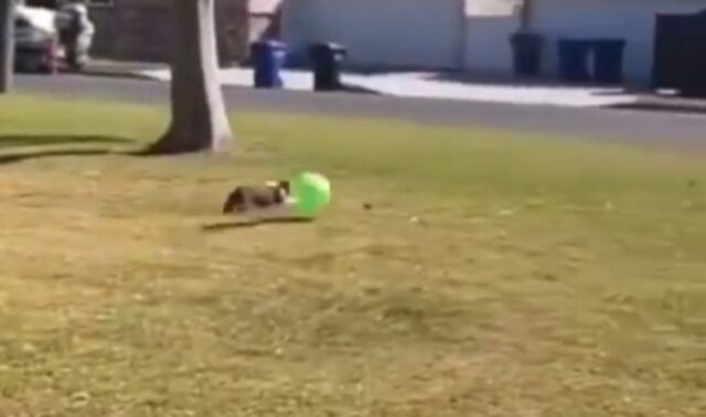 Il cane gioca a calcio con un pallone gigante ma accade un piccolo imprevisto (VIDEO)