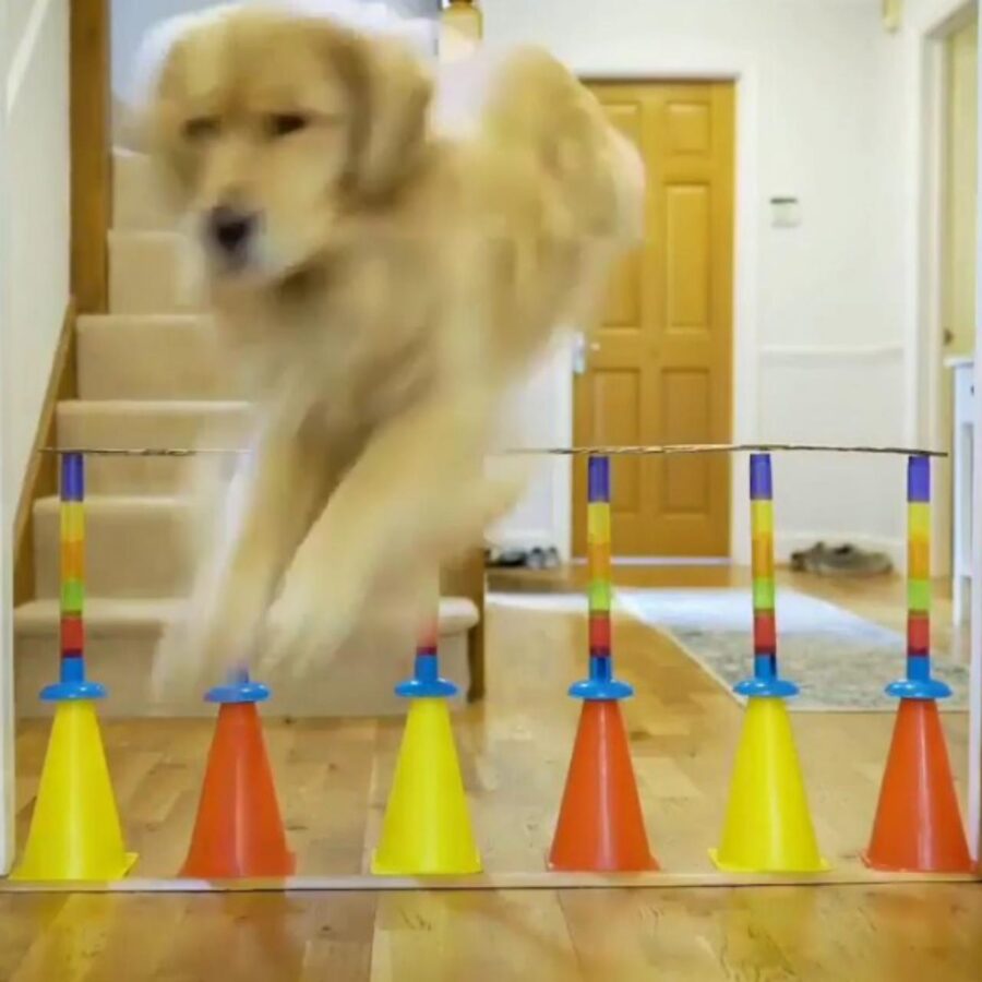 cane supera ogni ostacolo