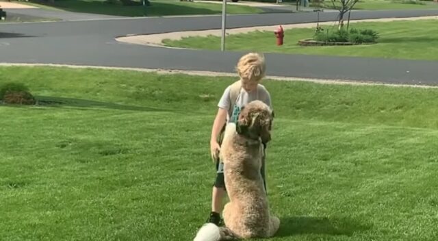 Il cane saluta il padroncino la mattina prima che vada a scuola e poi aspetta che torni per tutto il giorno (VIDEO)