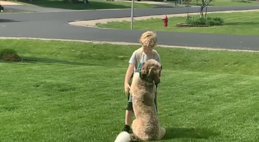 padroncino coccola il suo cane