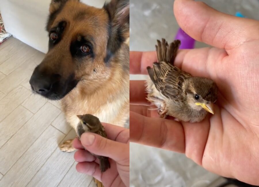 cane salva un uccellino indifeso