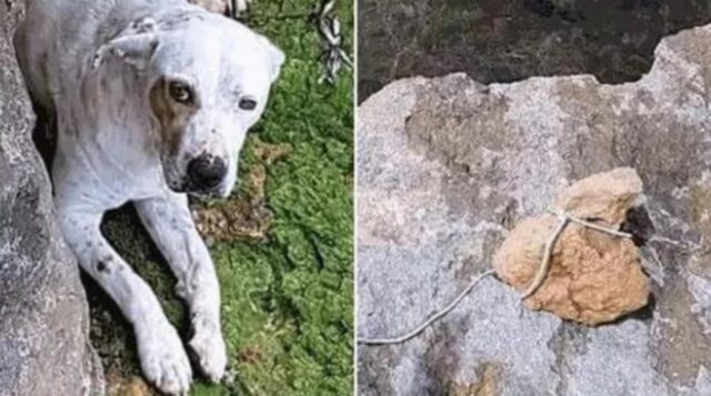 Cane salvato dal mare dopo che il padrone lo aveva gettato in acqua legato ad una pietra