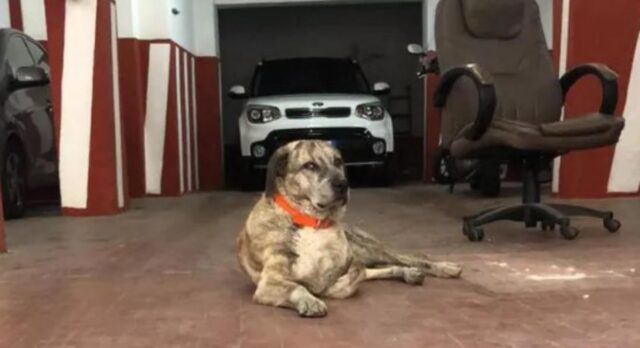 Sarchiapone, il cane scomparso è stato ritrovato dopo tre giorni