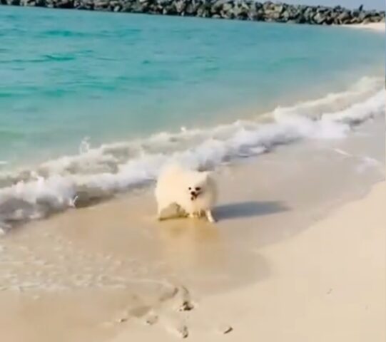 cane pomerania scopre il mare