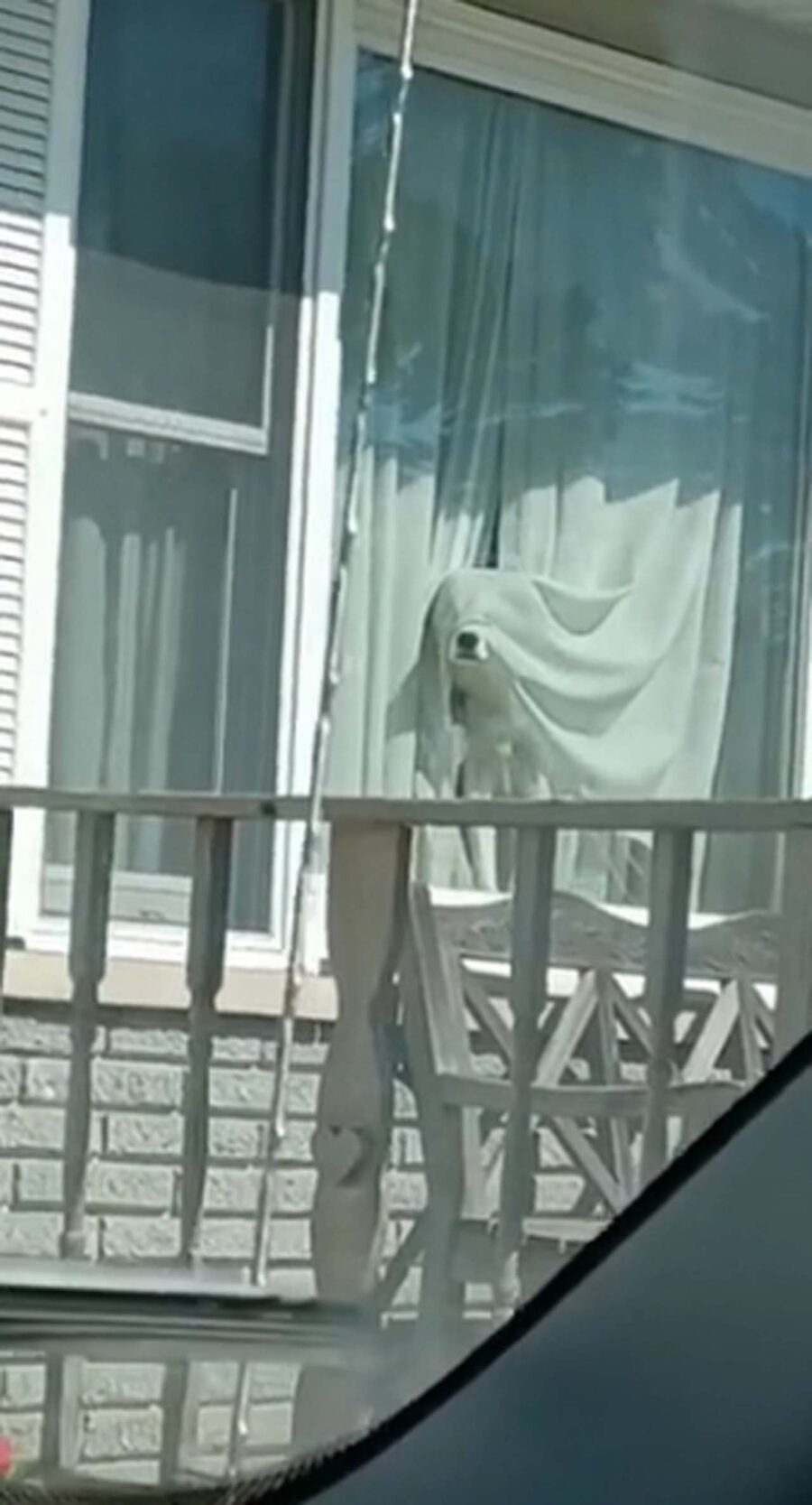 cane sembra un fantasma