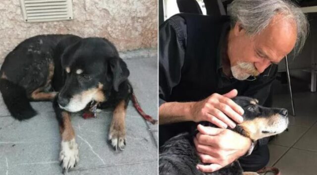 Alba, il cane smarrito nel 2009 torna finalmente a casa dopo 13 anni