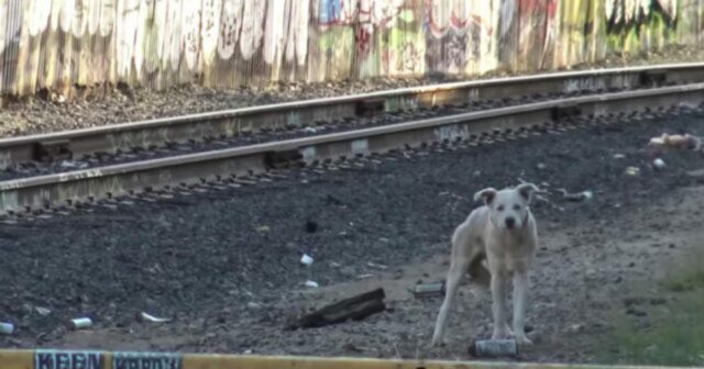 Cane solitario girovagava in una città fantasma ed è stato aiutato dai volontari