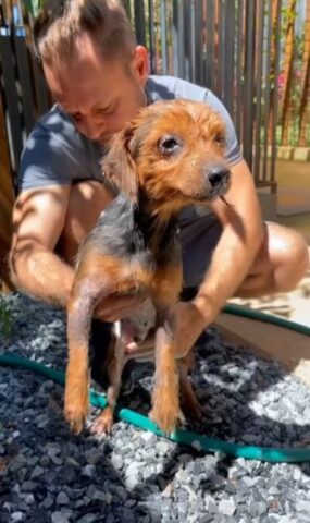 Cane salvato da una condizione di abbandono gravissima (VIDEO)