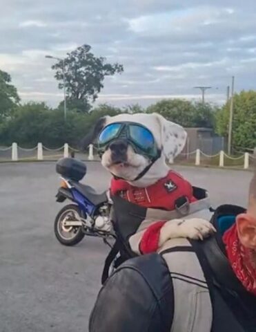 Cane simpaticissimo che va in moto con il suo papà adottivo (VIDEO)