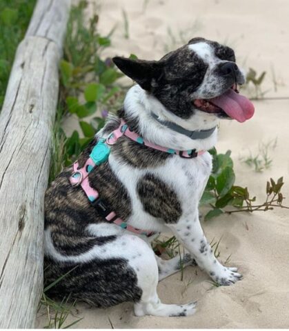 Cane aspetta per 70 giorni che il nonno torni dall’ospedale